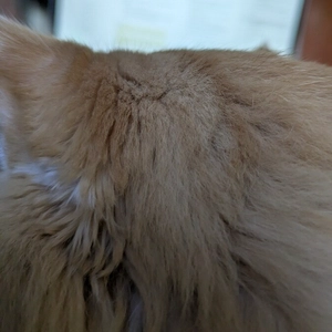 ginger and white cat head impeding my view of my laptop