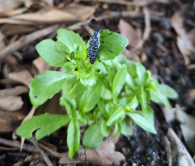 black bug with club shaped antennae and white speckles on green plant