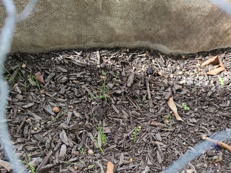 small cat grass