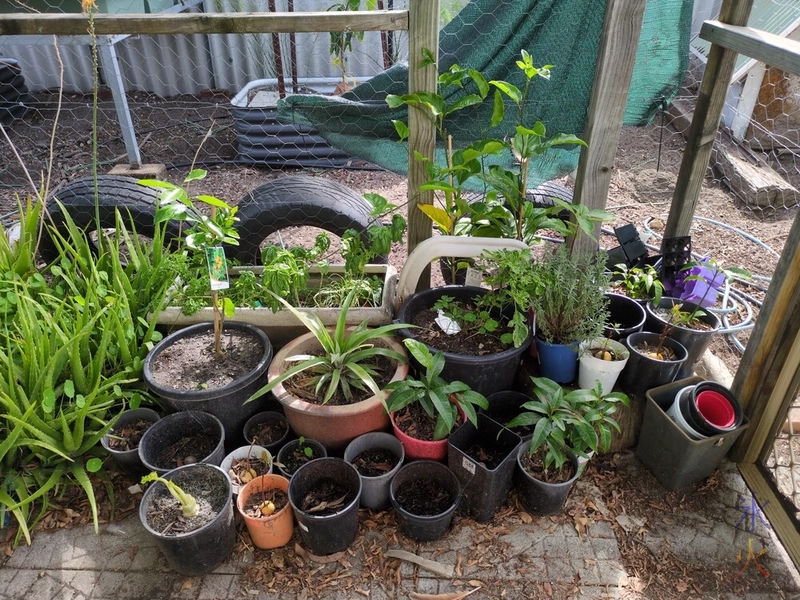 catio garden