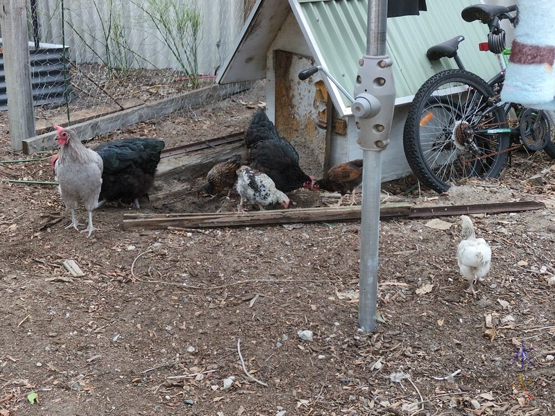 chick markings