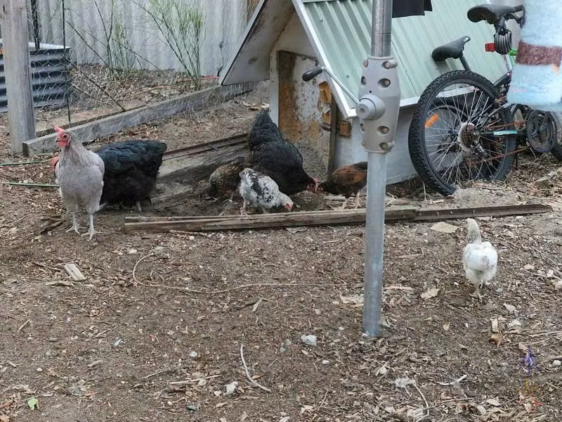 chick markings