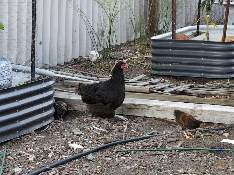 chicken and chick eating grass
