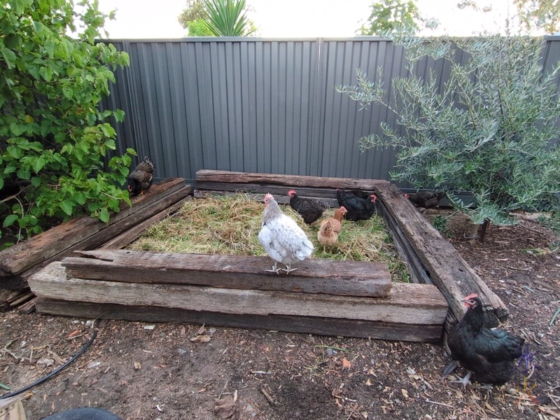 chickens picking through grass in railway sleeper bed