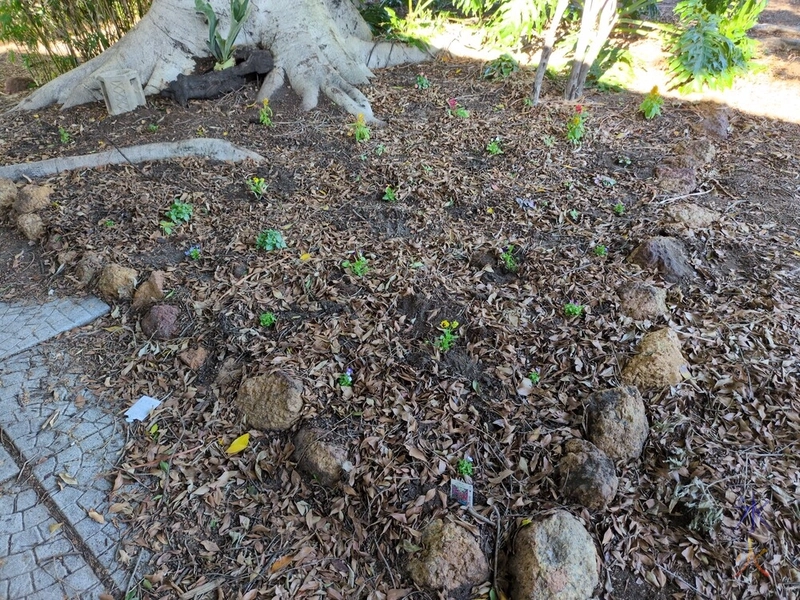 tree bed with more plants in it