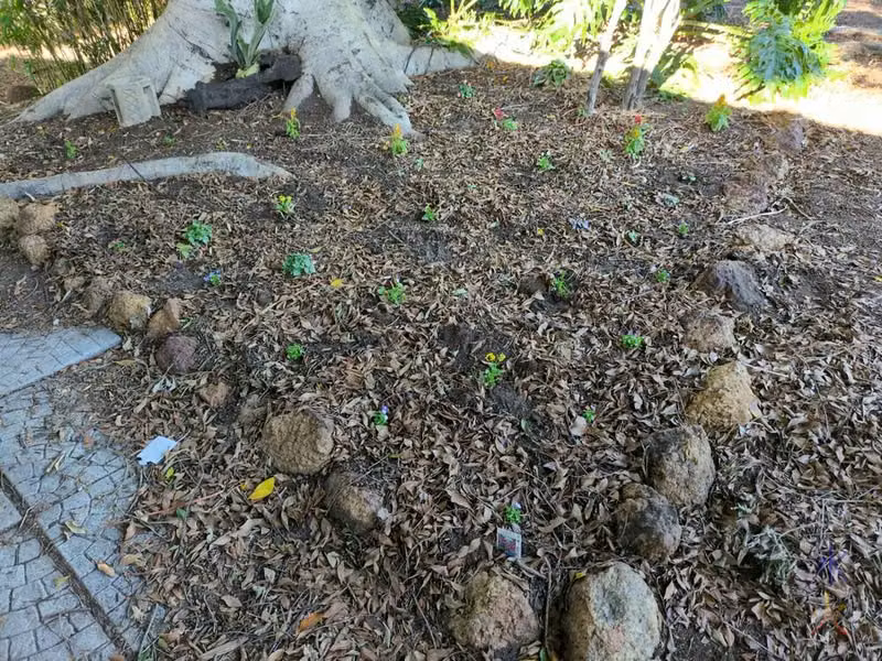 tree bed with more plants in it