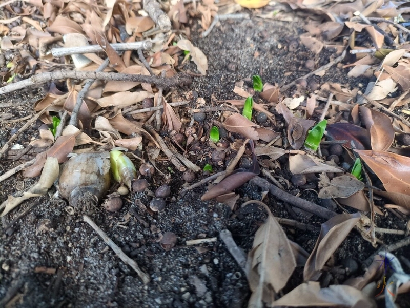 mystery plants appearing