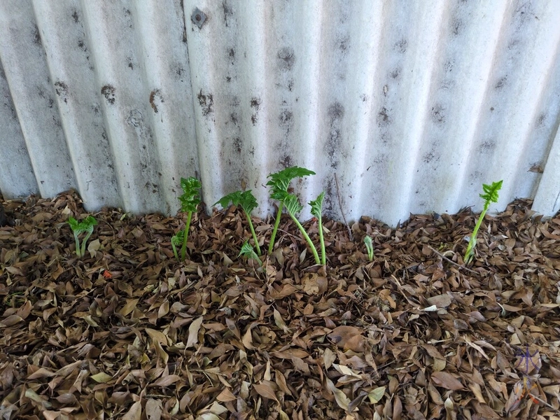 young Acanthus mollis plants transplanted to their new area