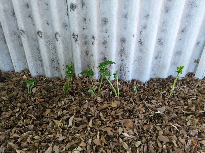 young Acanthus mollis plants transplanted to their new area