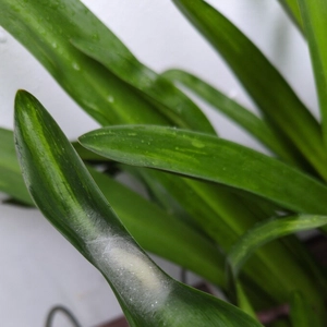 cocoon on an Easter lily leaf