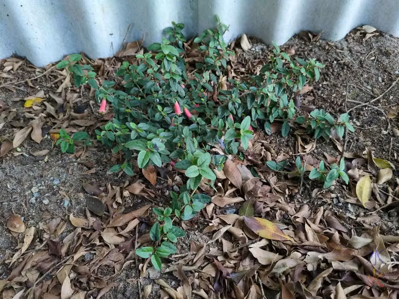 young Correa plant furiously flowering