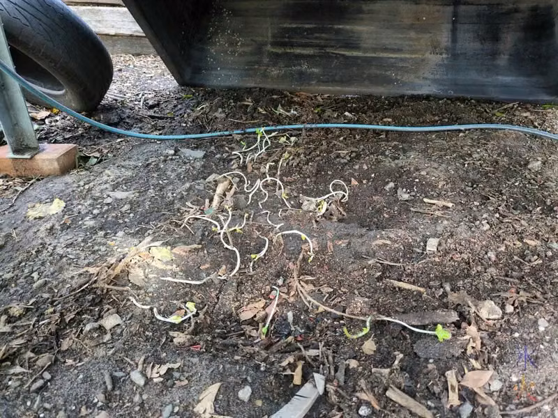 beans that sprouted under the aquaponics pond