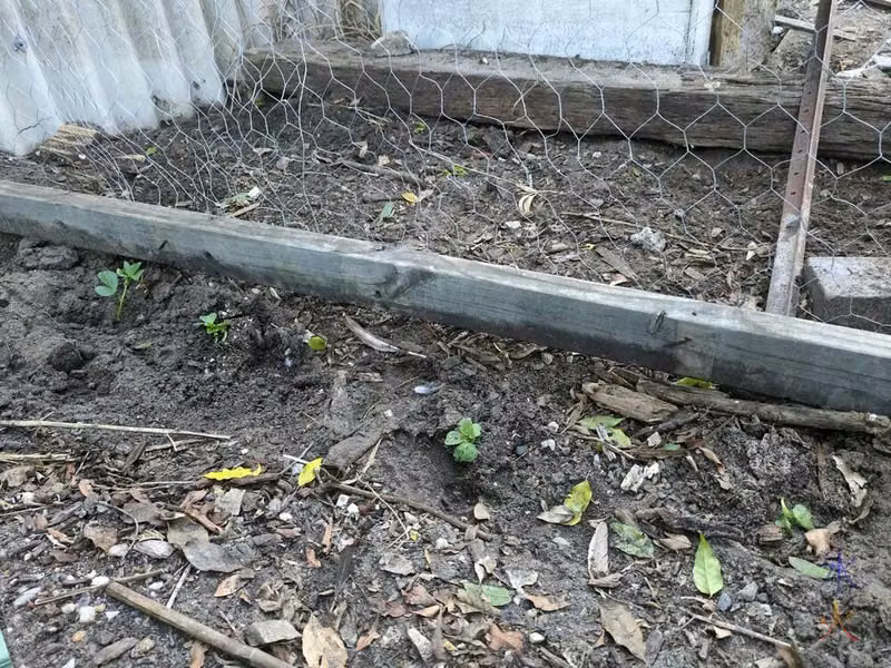 bean sprouts along chicken wire fence