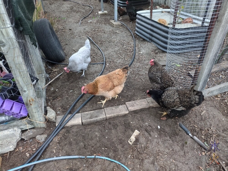 bricking under chicken wire gate