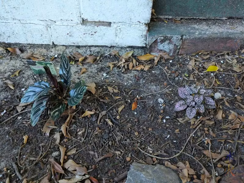 Hypoestes in tree bed