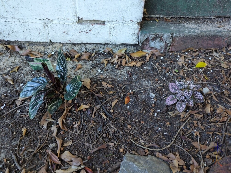 Hypoestes in tree bed