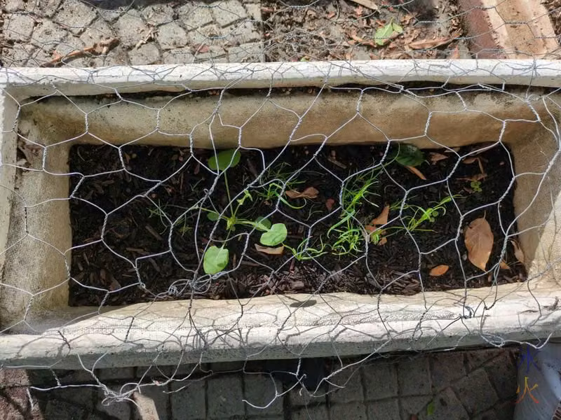 cat plants in protected planter
