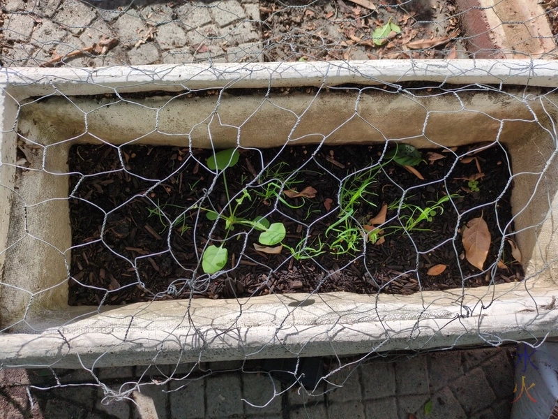 cat plants in protected planter