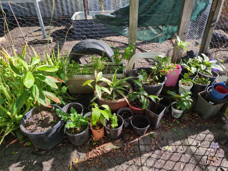 catio garden