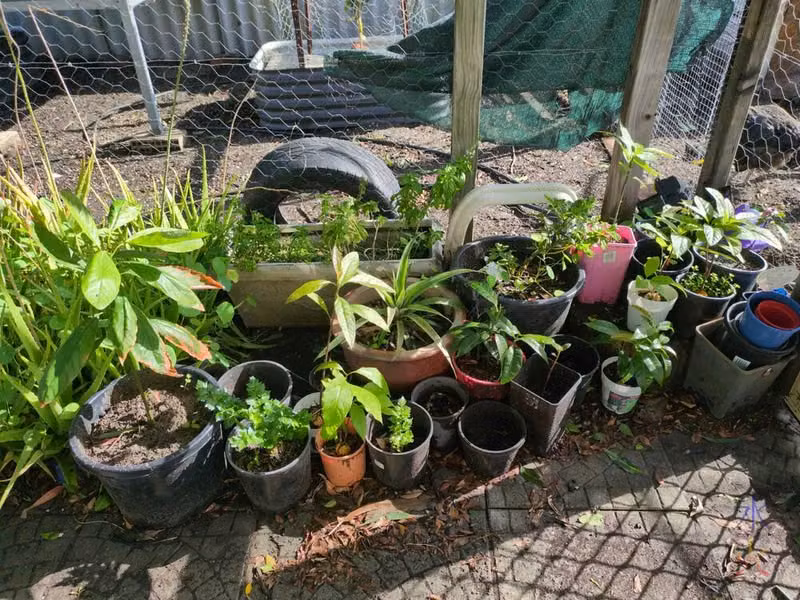 catio garden
