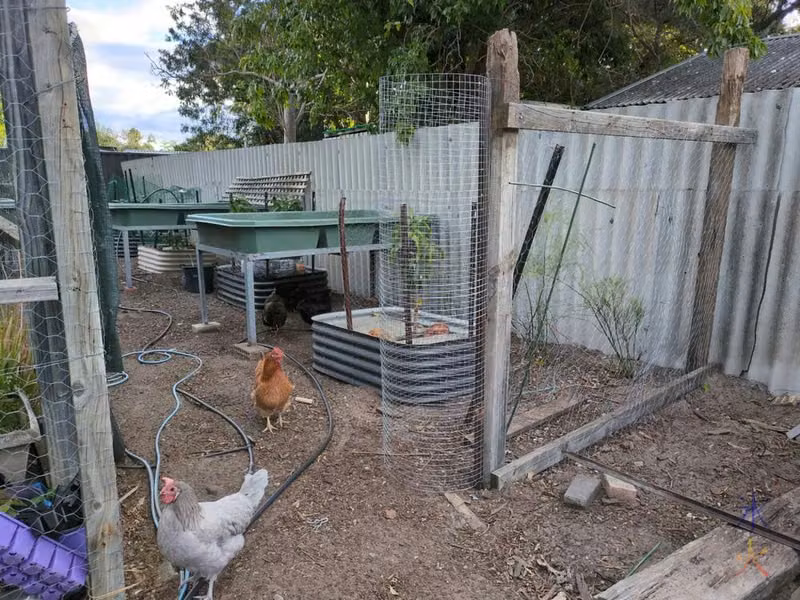 chicken wire gate