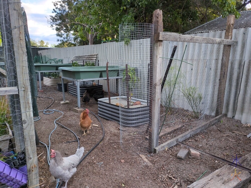 chicken wire gate