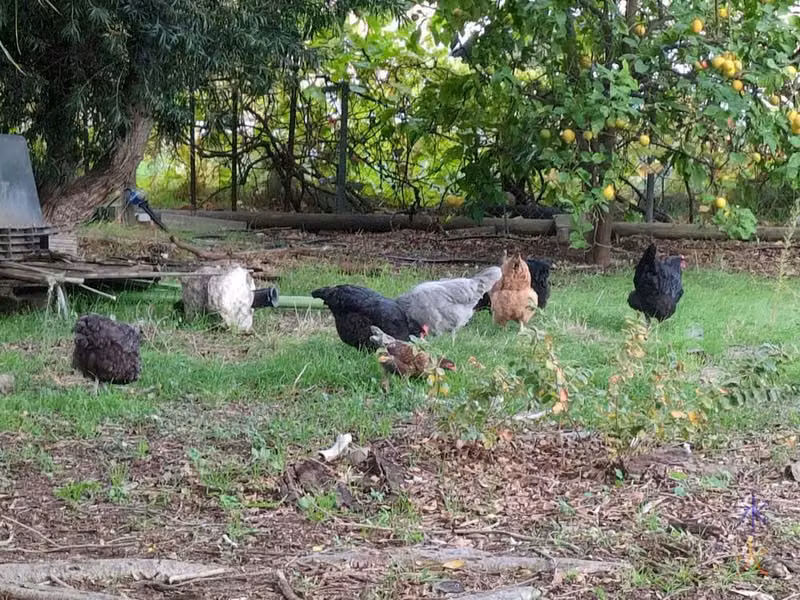 chickens grazing