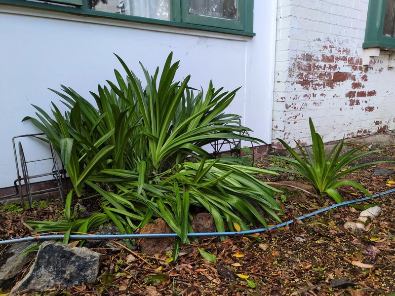 Easter lily foliage