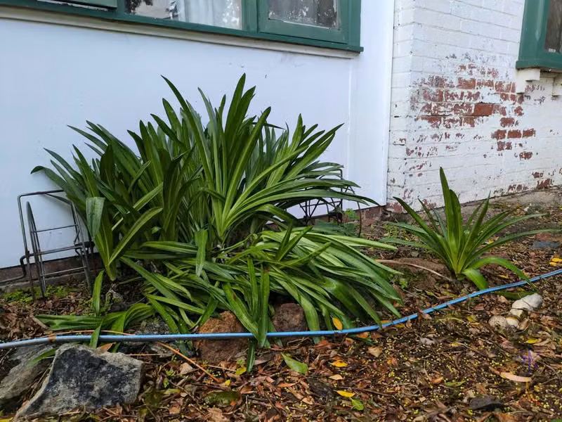 Easter lily foliage