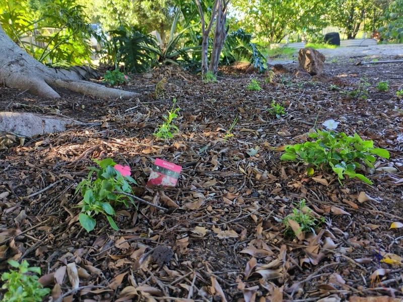 pink and white Impatiens, violas and lobelias in tree bed