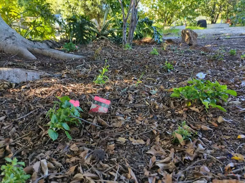 pink and white Impatiens, violas and lobelias in tree bed