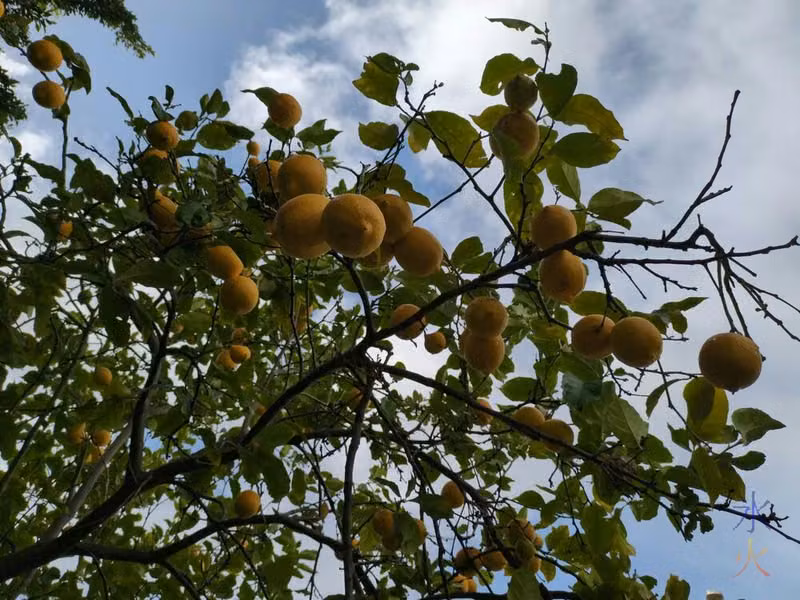 lemons on lemon tree