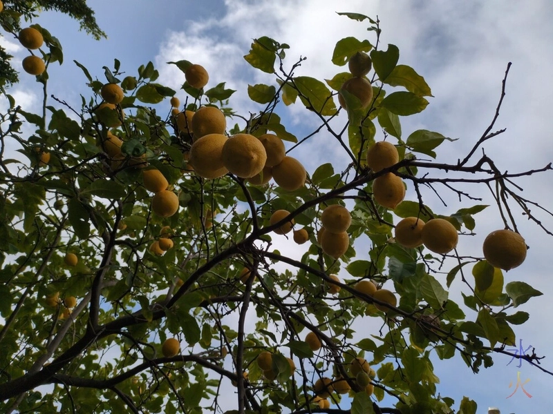 lemons on lemon tree
