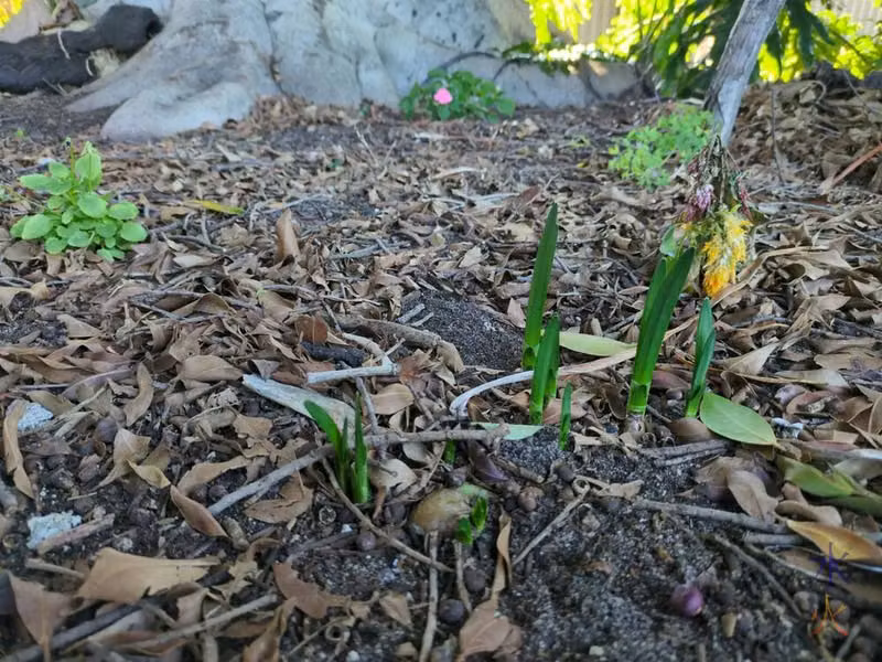 lily greens