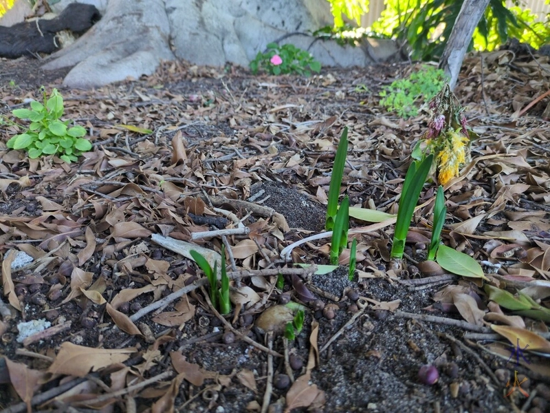 lily greens