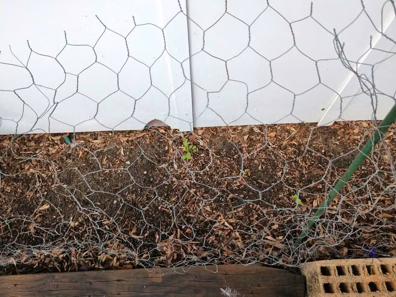 mystery plants in chicken forage patch