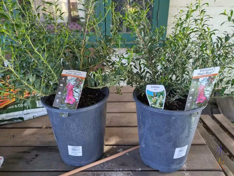 Eremophilas with very large obvious labels with one Correa label inexplicably in one of the pots