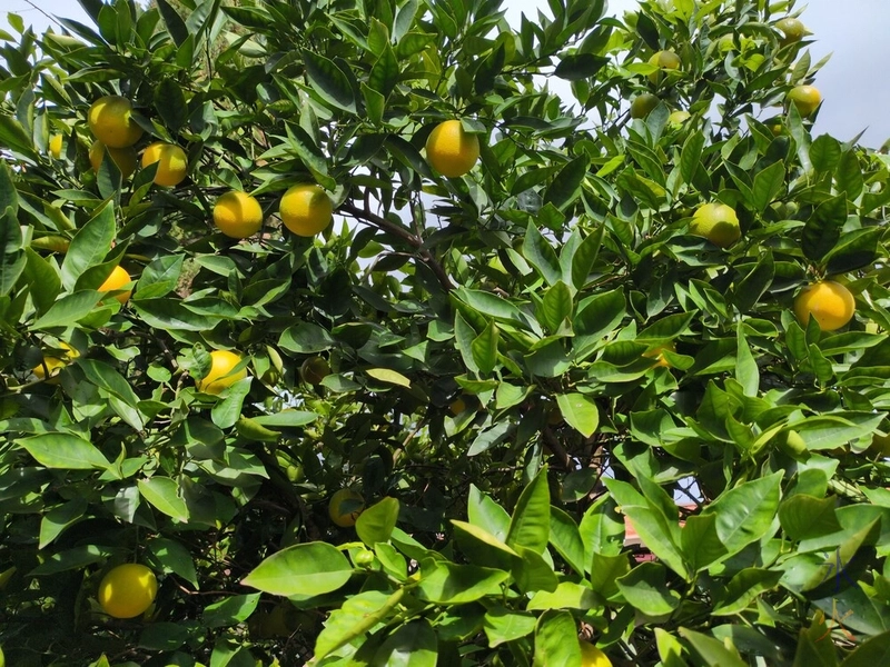 oranges on orange tree