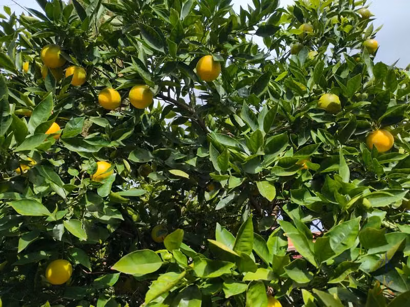 oranges on orange tree