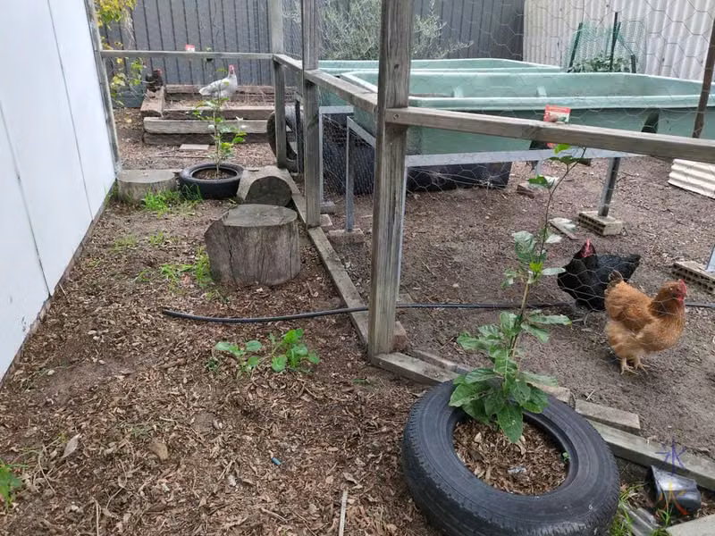 passionfruit growing in catio