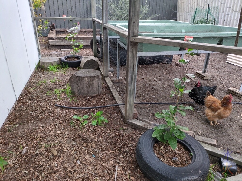 passionfruit growing in catio