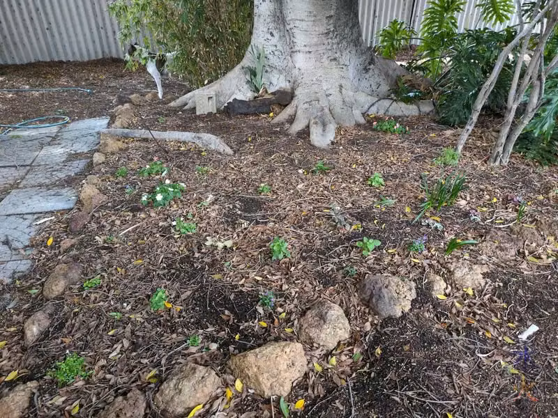 tree bed
