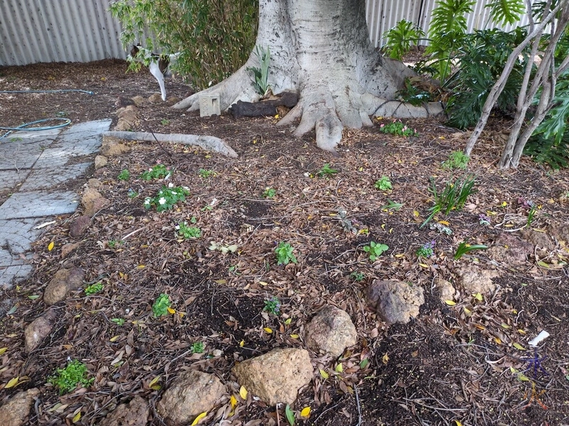 tree bed