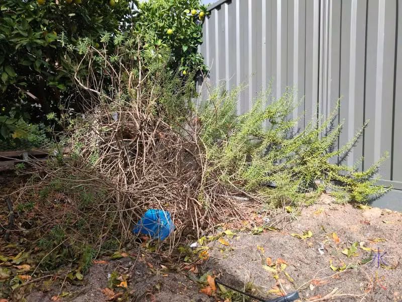 unhappy stunted rosemary