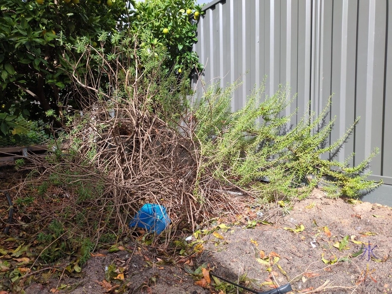 unhappy stunted rosemary