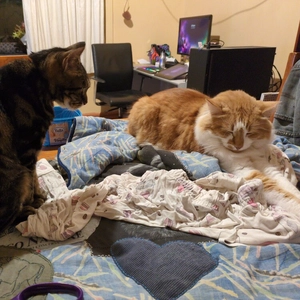trying to add patches to a patchwork quilt with a ginger cat and a tabby cat making themselves comfortable on it