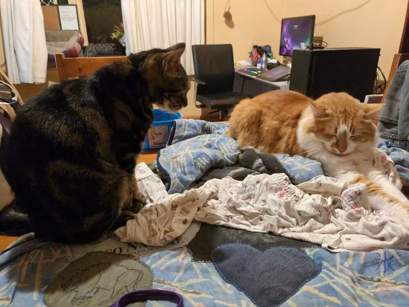 trying to add patches to a patchwork quilt with a ginger cat and a tabby cat making themselves comfortable on it