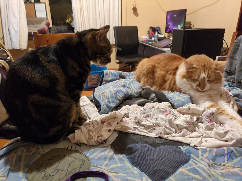 trying to add patches to a patchwork quilt with a ginger cat and a tabby cat making themselves comfortable on it
