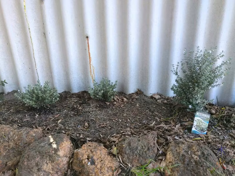 two tiny and one slightly bigger Westringia Grey Box bushes