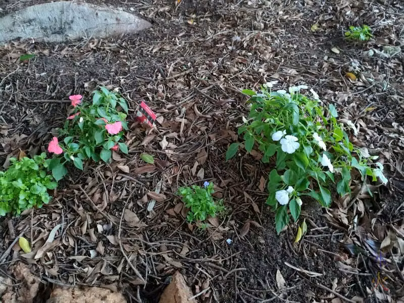 pink and white Impatiens and purple lobelia